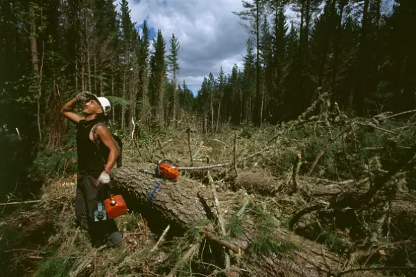 Don’t cut off Māori forest options